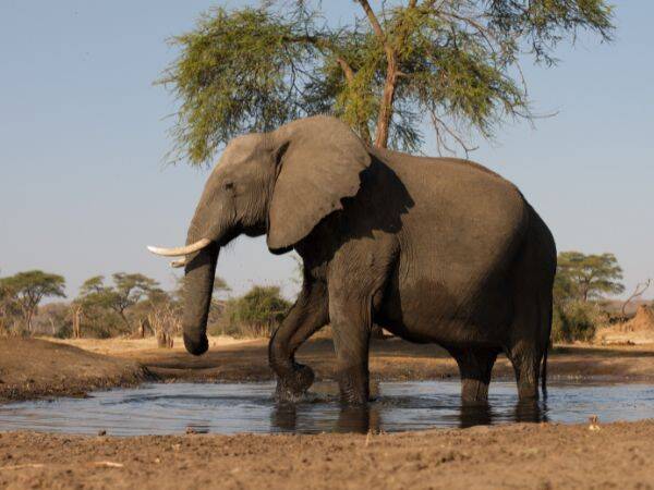 Słonie afrykańskie jako cel turystyczny- czy jest to zrównoważone