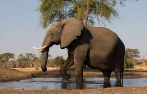 Słonie afrykańskie jako cel turystyczny- czy jest to zrównoważone